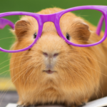 Search and Yee Shall Find